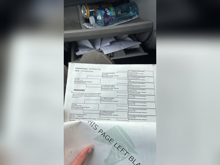 Irish Sport Horse Wallach 5 Jahre 150 cm Dunkelbrauner in Kildare