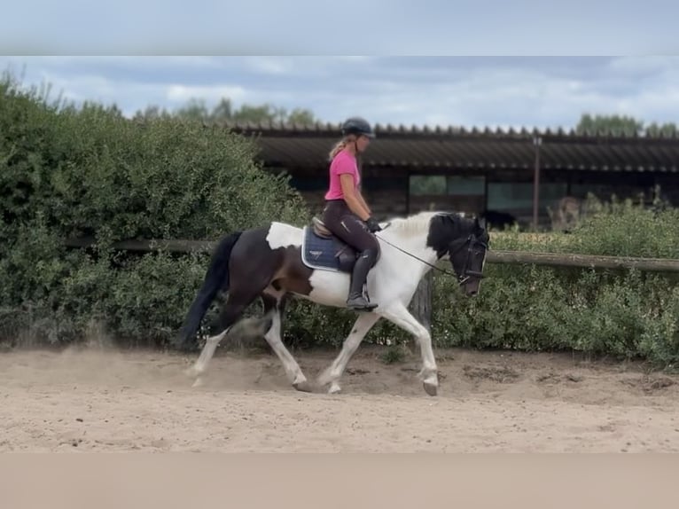 Irish Sport Horse Mix Wallach 5 Jahre 150 cm Schecke in Trebbin