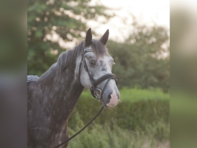 Irish Sport Horse Wallach 5 Jahre 150 cm Schimmel in Stokkum