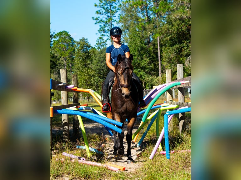 Irish Sport Horse Mix Wallach 5 Jahre 152 cm Buckskin in Ocala