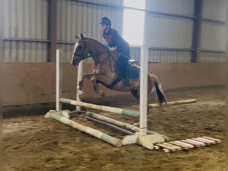 Irish Sport Horse Wallach 5 Jahre 153 cm Dunkelfuchs in Sligo