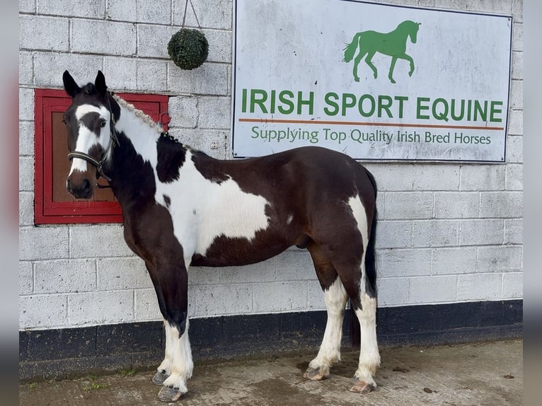 Irish Sport Horse Mix Wallach 5 Jahre 153 cm Tigerschecke in Laois