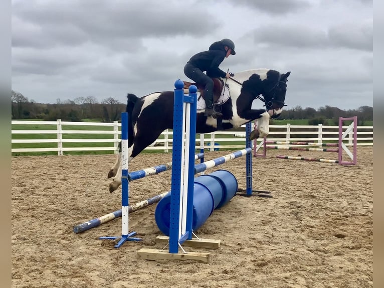 Irish Sport Horse Mix Wallach 5 Jahre 153 cm Tigerschecke in Laois