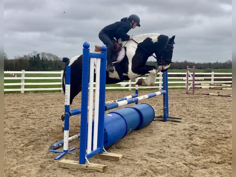 Irish Sport Horse Mix Wallach 5 Jahre 153 cm Tigerschecke in Laois