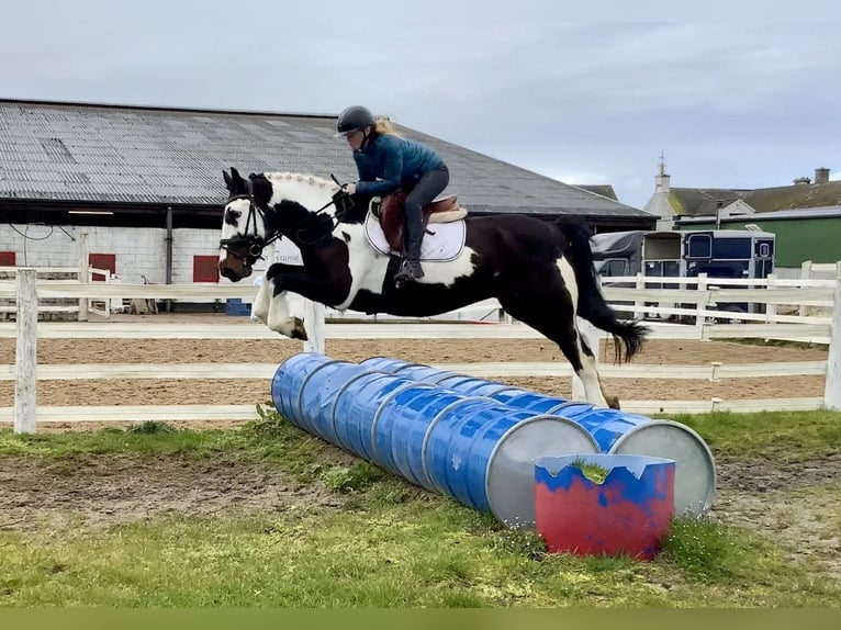 Irish Sport Horse Mix Wallach 5 Jahre 153 cm Tigerschecke in Laois