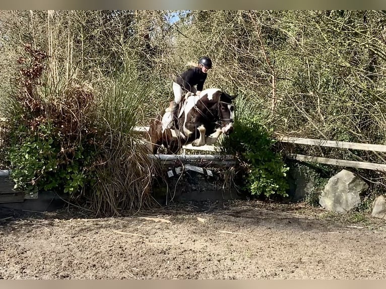 Irish Sport Horse Mix Wallach 5 Jahre 153 cm Tigerschecke in Laois
