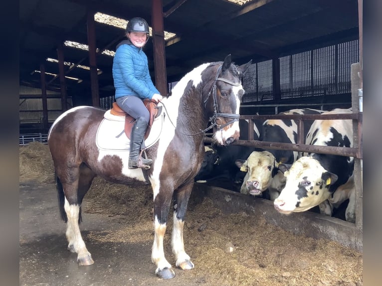Irish Sport Horse Mix Wallach 5 Jahre 153 cm Tigerschecke in Laois