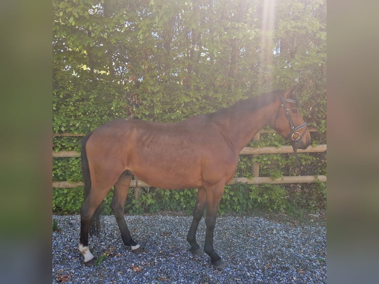 Irish Sport Horse Wallach 5 Jahre 157 cm Brauner in GUMMERN