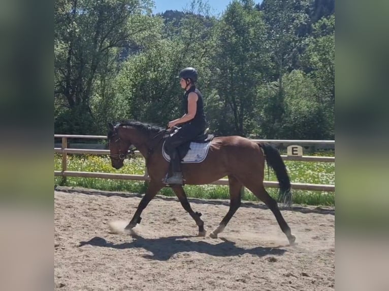 Irish Sport Horse Wallach 5 Jahre 157 cm Brauner in GUMMERN