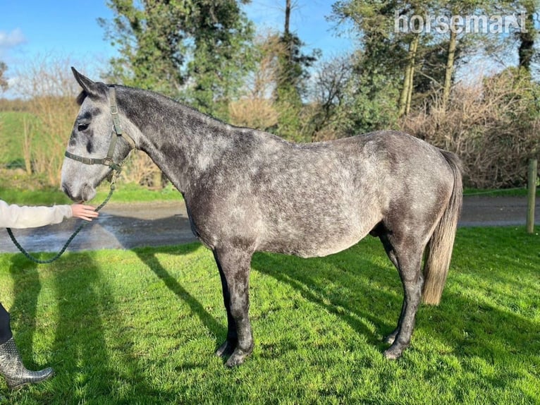 Irish Sport Horse Wallach 5 Jahre 157 cm Schimmel in Listowel