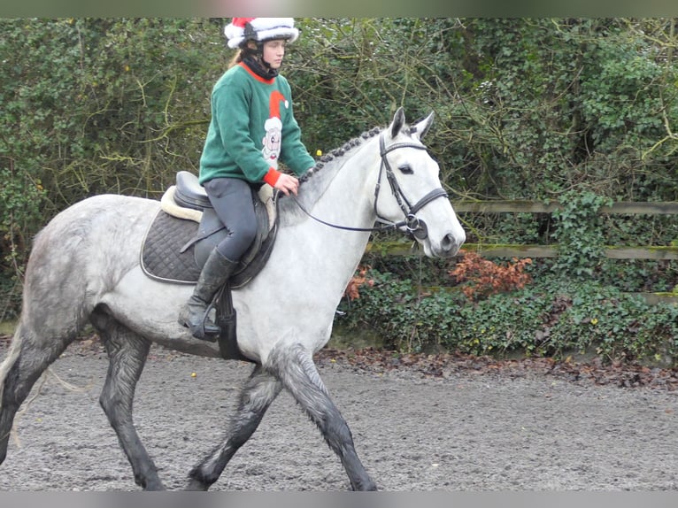 Irish Sport Horse Wallach 5 Jahre 158 cm Apfelschimmel in Mountrath
