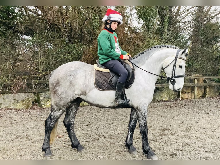 Irish Sport Horse Wallach 5 Jahre 158 cm Apfelschimmel in Mountrath