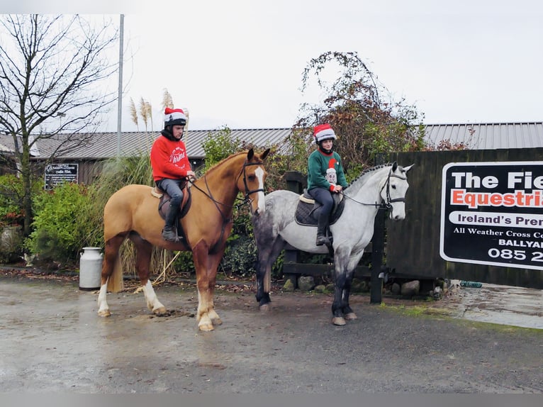 Irish Sport Horse Wallach 5 Jahre 158 cm Apfelschimmel in Mountrath