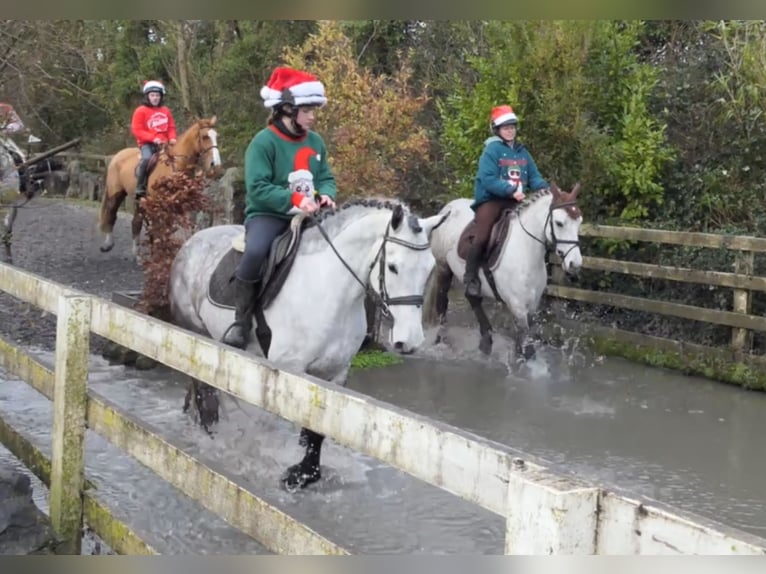 Irish Sport Horse Wallach 5 Jahre 158 cm Apfelschimmel in Mountrath