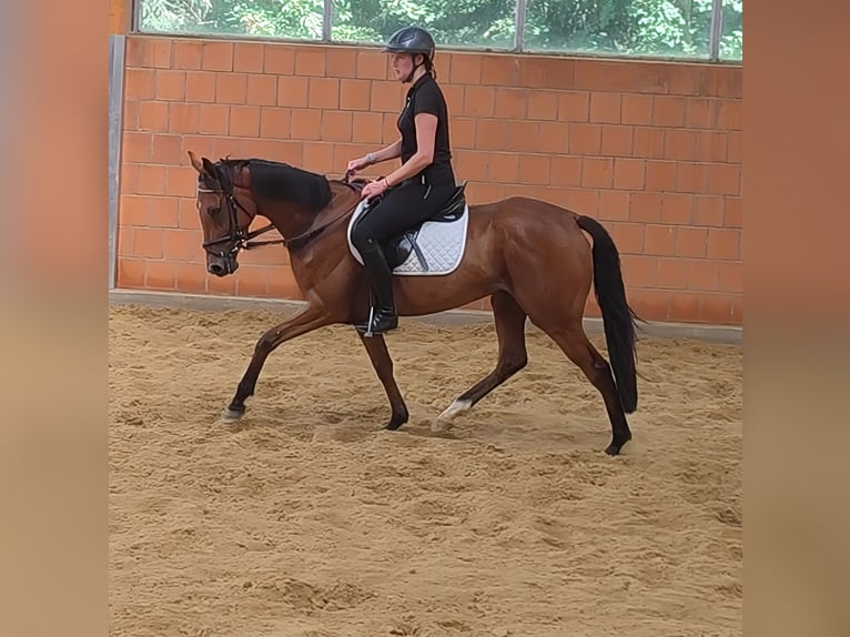 Irish Sport Horse Wallach 5 Jahre 158 cm Brauner in Lage