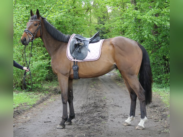 Irish Sport Horse Wallach 5 Jahre 160 cm Brauner in Nettetal