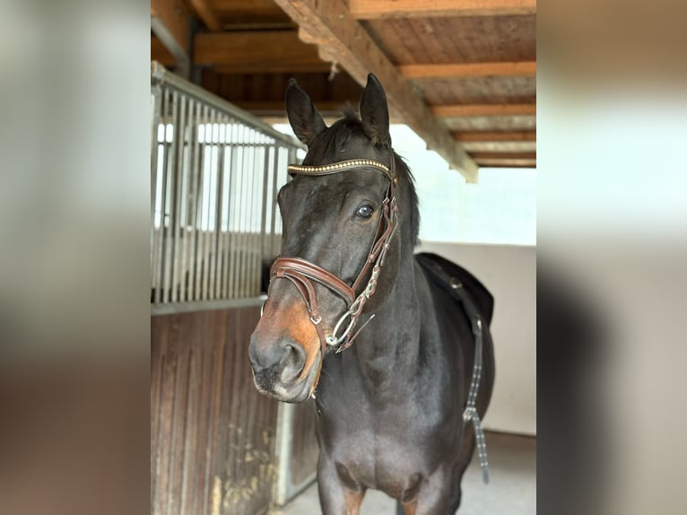 Irish Sport Horse Wallach 5 Jahre 160 cm Rappe in Gummern Irish Sport Horse Wallach 5 Jahre 160 cm Rappe in Gummern