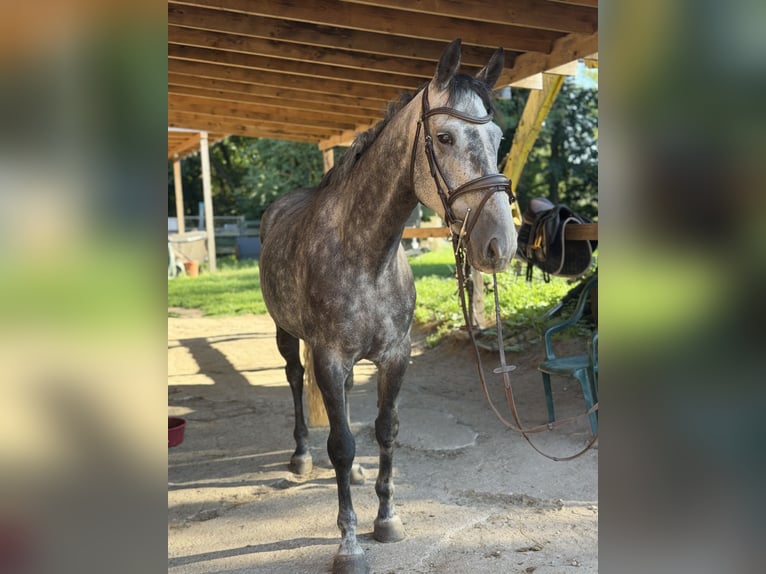 Irish Sport Horse Wallach 5 Jahre 160 cm Rappschimmel in Trebbin