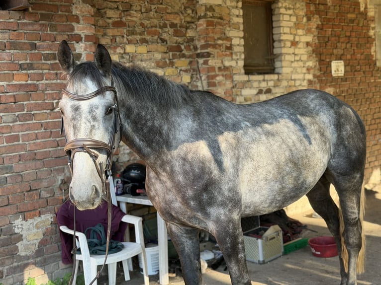 Irish Sport Horse Wallach 5 Jahre 160 cm Rappschimmel in Trebbin