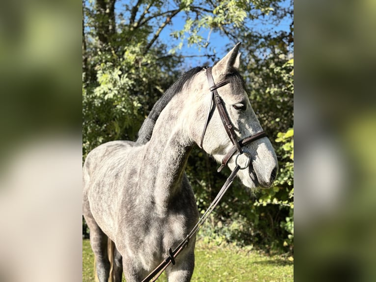 Irish Sport Horse Wallach 5 Jahre 160 cm Schimmel in Newcastle west