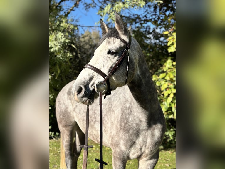 Irish Sport Horse Wallach 5 Jahre 160 cm Schimmel in Newcastle west