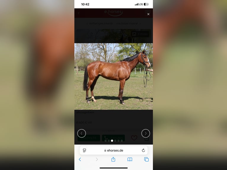 Irish Sport Horse Wallach 5 Jahre 163 cm Brauner in Viersen