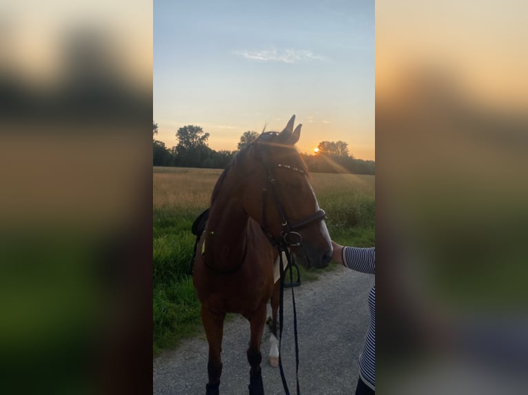 Irish Sport Horse Wallach 5 Jahre 163 cm Brauner in Viersen