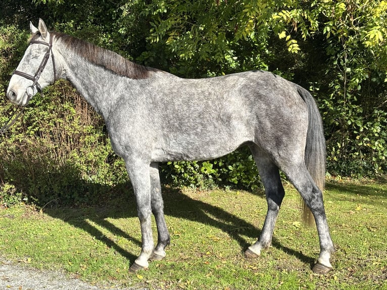 Irish Sport Horse Wallach 5 Jahre 163 cm Schimmel in Newcastle West