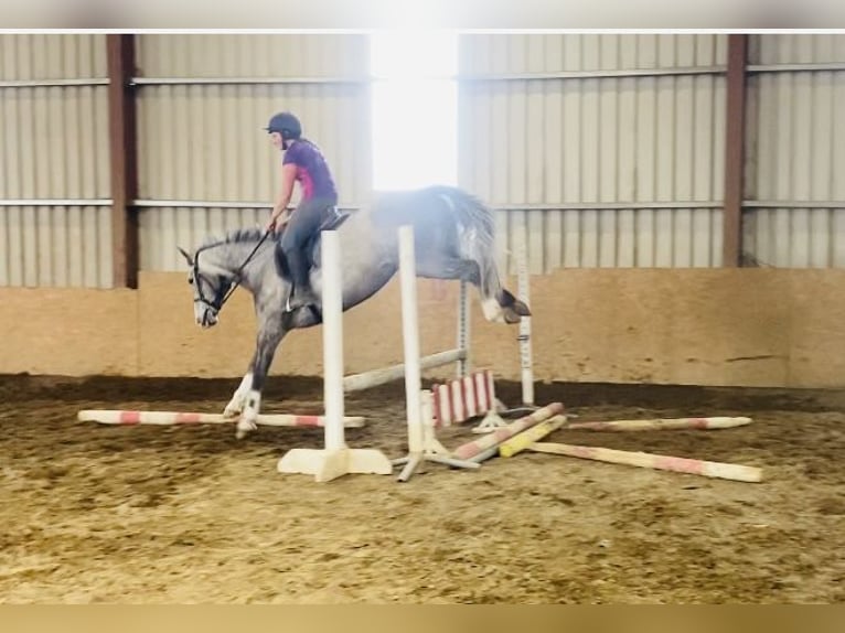 Irish Sport Horse Wallach 5 Jahre 164 cm Apfelschimmel in Sligo