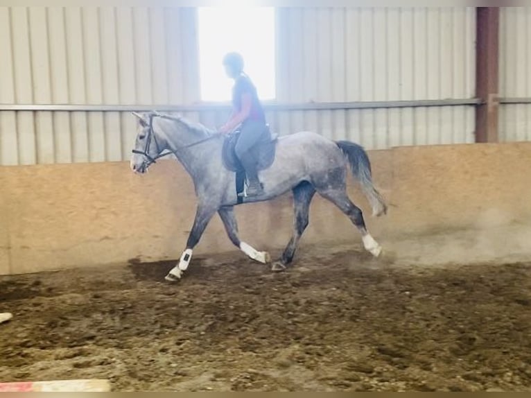 Irish Sport Horse Wallach 5 Jahre 164 cm Apfelschimmel in Sligo