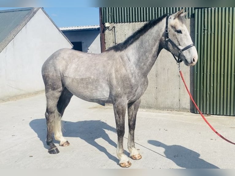 Irish Sport Horse Wallach 5 Jahre 164 cm Apfelschimmel in Sligo