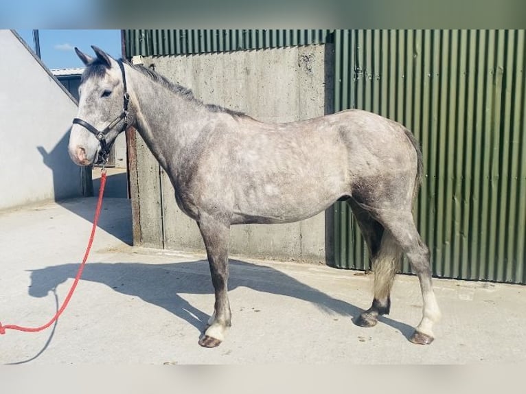 Irish Sport Horse Wallach 5 Jahre 164 cm Apfelschimmel in Sligo
