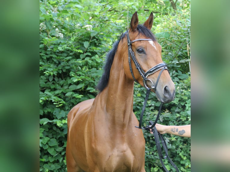 Irish Sport Horse Wallach 5 Jahre 165 cm Brauner in Wachtendonk