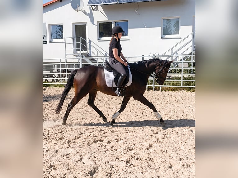 Irish Sport Horse Wallach 5 Jahre 165 cm Brauner in Lage