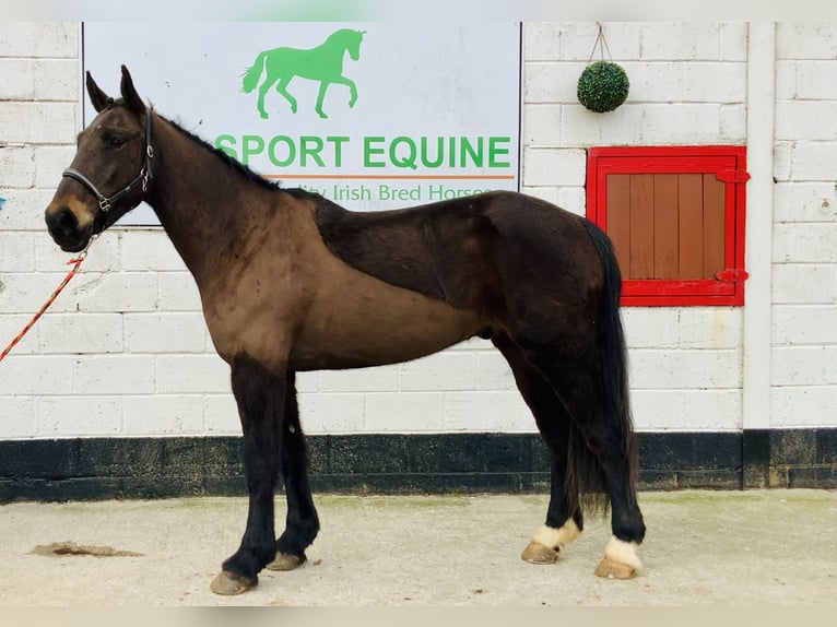 Irish Sport Horse Wallach 5 Jahre 165 cm Dunkelbrauner in Mountrath