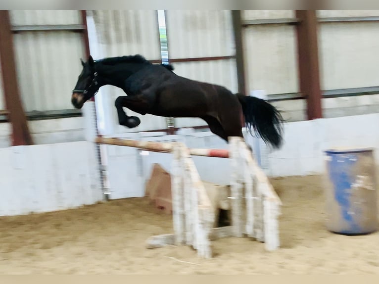 Irish Sport Horse Wallach 5 Jahre 165 cm Dunkelbrauner in Mountrath
