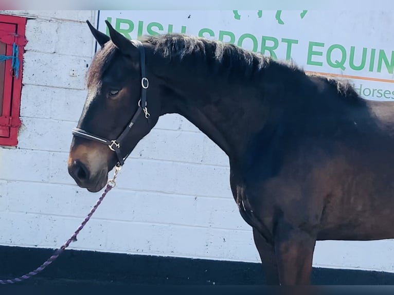 Irish Sport Horse Wallach 5 Jahre 165 cm Dunkelbrauner in Mountrath
