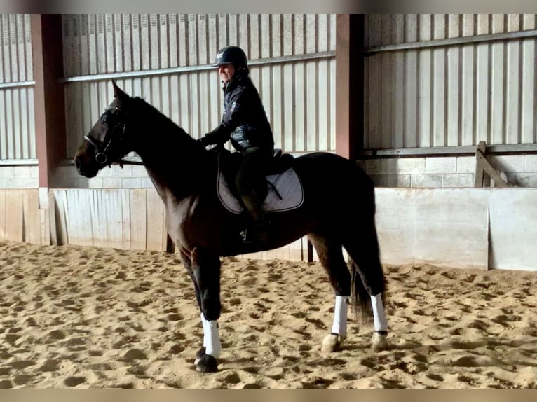 Irish Sport Horse Wallach 5 Jahre 165 cm Dunkelbrauner in Mountrath