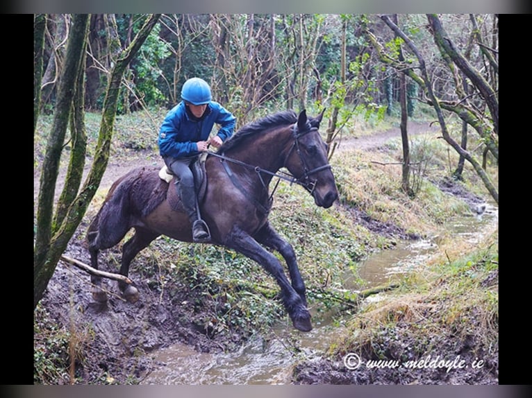 Irish Sport Horse Wallach 5 Jahre 165 cm Dunkelbrauner in Mountrath