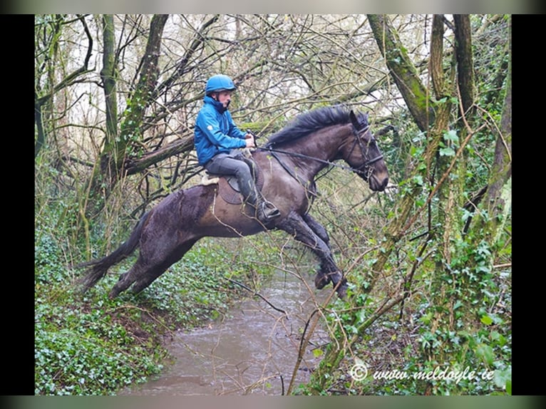 Irish Sport Horse Wallach 5 Jahre 165 cm Dunkelbrauner in Mountrath