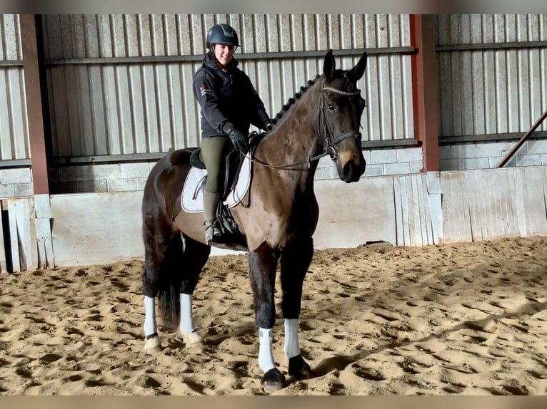 Irish Sport Horse Wallach 5 Jahre 165 cm Dunkelbrauner in Mountrath