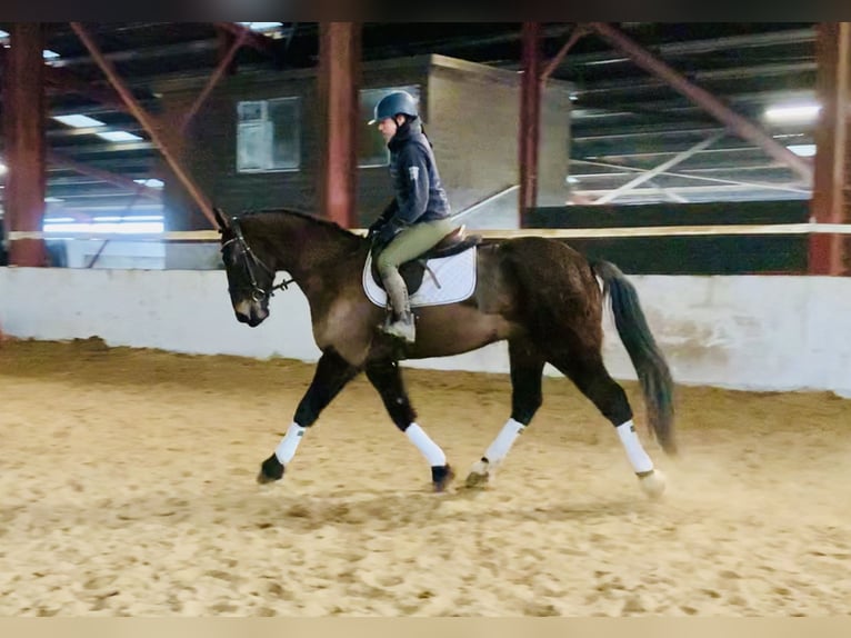 Irish Sport Horse Wallach 5 Jahre 165 cm Dunkelbrauner in Mountrath