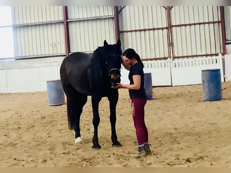 Irish Sport Horse Wallach 5 Jahre 165 cm Dunkelbrauner in Mountrath