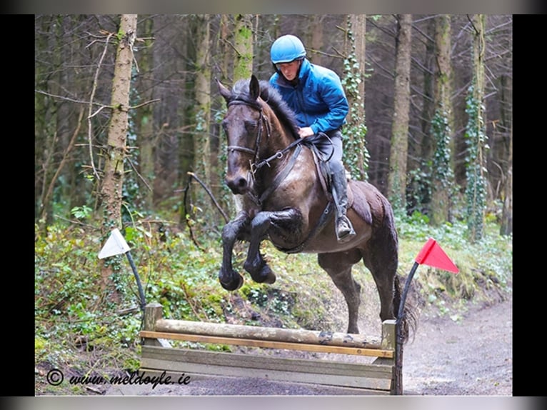 Irish Sport Horse Wallach 5 Jahre 165 cm Dunkelbrauner in Mountrath