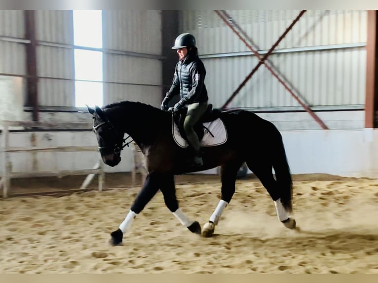 Irish Sport Horse Wallach 5 Jahre 165 cm Dunkelbrauner in Mountrath