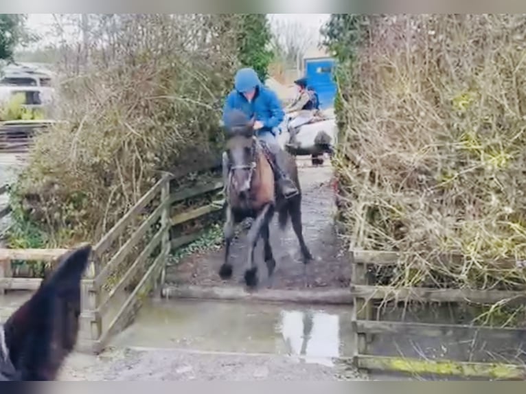Irish Sport Horse Wallach 5 Jahre 165 cm Dunkelbrauner in Mountrath