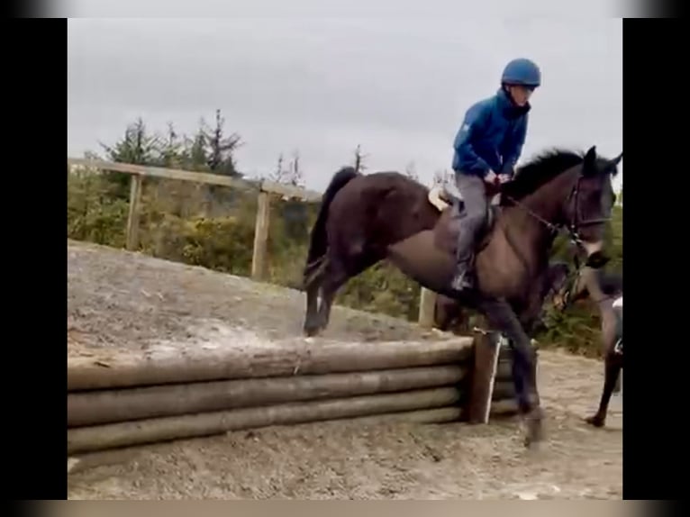 Irish Sport Horse Wallach 5 Jahre 165 cm Dunkelbrauner in Mountrath