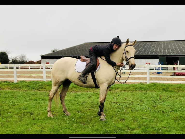 Irish Sport Horse Wallach 5 Jahre 165 cm Palomino in Mountrath