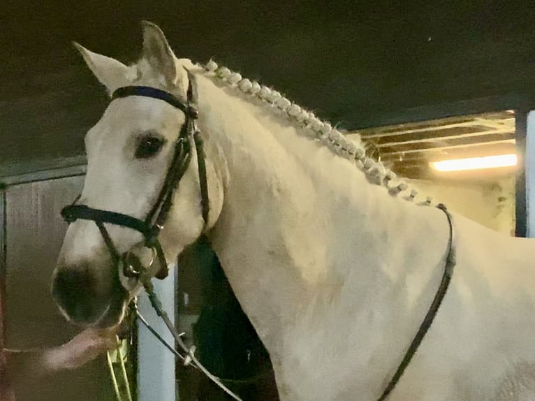 Irish Sport Horse Wallach 5 Jahre 165 cm Palomino in Mountrath