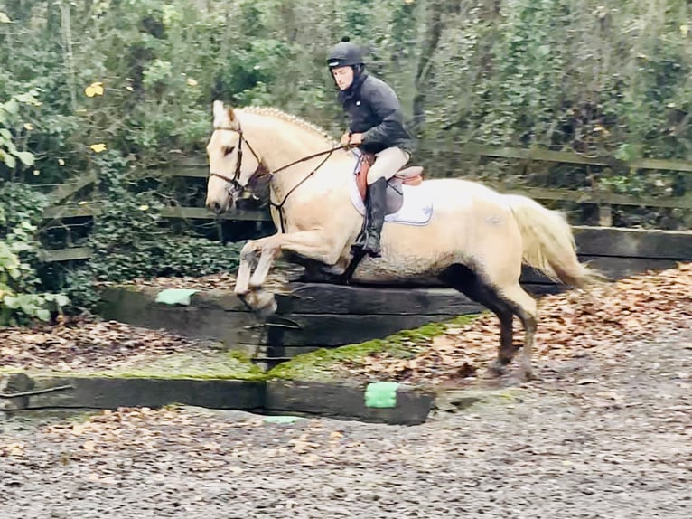 Irish Sport Horse Wallach 5 Jahre 165 cm Palomino in Mountrath